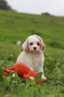 Ellie, a female Cavapoo for sale in Millersburg, OH – 2 of 7