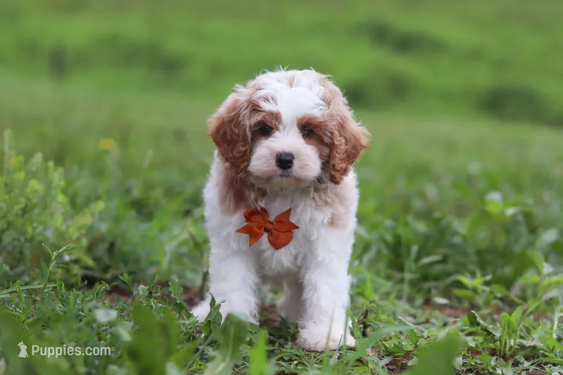 Joshua – Cavapoo puppy for sale in Millersburg, OH