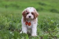 Joshua, a male Cavapoo for sale in Millersburg, OH – 1 of 8