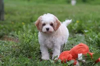 Dylan, a male Cavapoo for sale in Millersburg, OH – 8 of 10