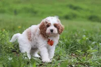 Joshua, a male Cavapoo for sale in Millersburg, OH – 2 of 8