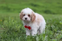 Dylan, a male Cavapoo for sale in Millersburg, OH – 10 of 10