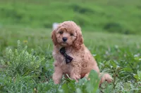Jaxon, a male Cavapoo for sale in Millersburg, OH – 3 of 8