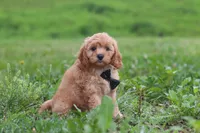 Jaxon, a male Cavapoo for sale in Millersburg, OH – 2 of 8