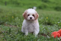 Dylan, a male Cavapoo for sale in Millersburg, OH – 4 of 10