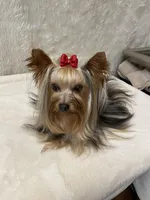 Sky Gazor, a male Yorkshire Terrier for sale in Stacy, MN – Photo 4 of 4