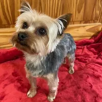 Sky Gazor, a male Yorkshire Terrier for sale in Stacy, MN – Photo 3 of 3