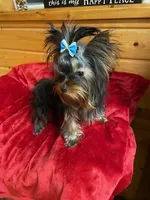 Aurora's Pink Puppy, a female Yorkshire Terrier for sale in Stacy, MN – Photo 2 of 4