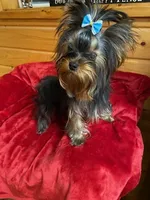 Aurora's Pink Puppy, a female Yorkshire Terrier for sale in Stacy, MN – Photo 1 of 4