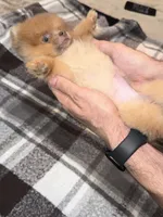 Tina, a female Pomeranian for sale in Los Angeles, CA – Photo 8 of 10