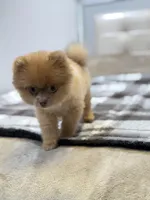 Tina, a female Pomeranian for sale in Los Angeles, CA – Photo 7 of 10