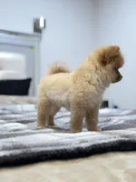 Tina, a female Pomeranian for sale in Los Angeles, CA – Photo 5 of 10