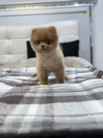 Tina, a female Pomeranian for sale in Los Angeles, CA – Photo 2 of 10