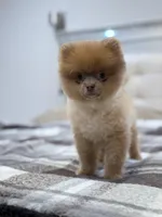 Tina, a female Pomeranian for sale in Los Angeles, CA – Photo 4 of 10