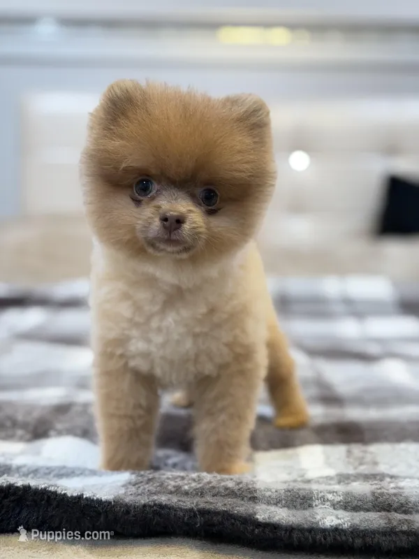 Tina – Pomeranian puppy for sale in Los Angeles, CA