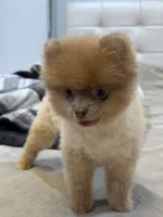 Tina, a female Pomeranian for sale in Los Angeles, CA – Photo 6 of 10