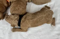 Brooks, a male Poodle - Multi-Colored Standard for sale in Newport, NC – Photo 4 of 4