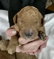 Brooks, a male Poodle - Multi-Colored Standard for sale in Newport, NC – Photo 1 of 4