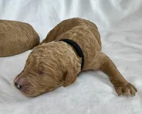 Brooks, a male Poodle - Multi-Colored Standard for sale in Newport, NC – Photo 2 of 4