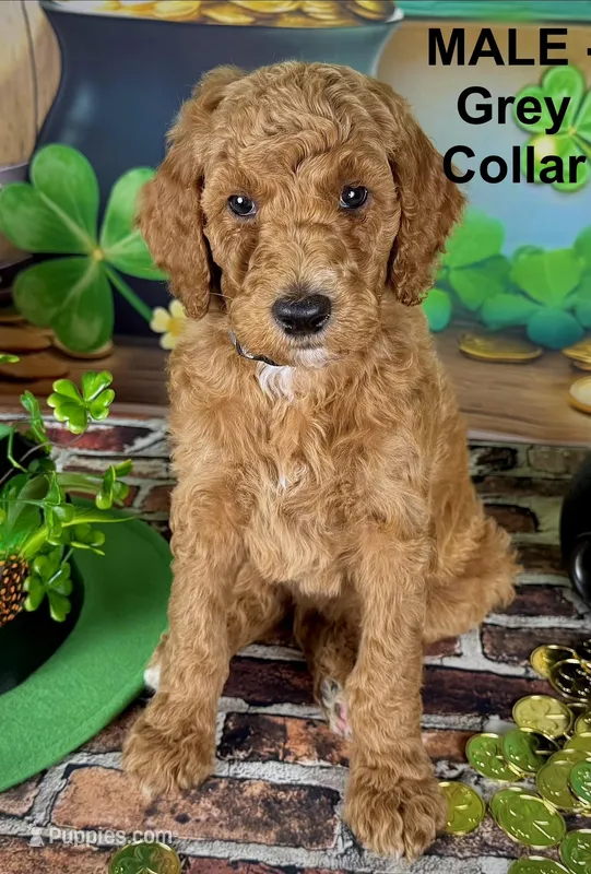 Huck – Poodle - Standard  puppy for sale in Newport, NC