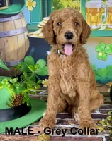 Huck, a male Poodle - Standard  for sale in Newport, NC – Photo 3 of 4