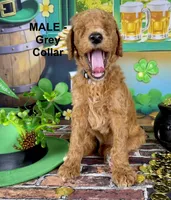 Huck, a male Poodle - Standard  for sale in Newport, NC – Photo 4 of 4