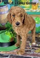 Huck, a male Poodle - Standard  for sale in Newport, NC – Photo 2 of 4