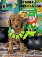 Trudy, a female Poodle - Standard  for sale in Newport, NC – Photo 7 of 7