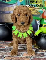 Trudy, a female Poodle - Standard  for sale in Newport, NC – Photo 3 of 7