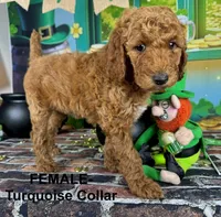 Trudy, a female Poodle - Standard  for sale in Newport, NC – Photo 6 of 7