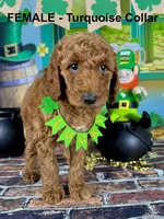 Trudy, a female Poodle - Standard  for sale in Newport, NC – Photo 1 of 7
