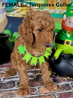 Trudy, a female Poodle - Standard  for sale in Newport, NC – Photo 5 of 7