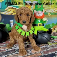 Trudy, a female Poodle - Standard  for sale in Newport, NC – Photo 2 of 7