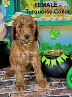 Trudy, a female Poodle - Standard  for sale in Newport, NC – Photo 4 of 7