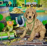 Tucker, a male Poodle - Multi-Colored Standard and Poodle - Standard  for sale in Newport, NC – Photo 3 of 5