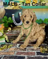 Tucker, a male Poodle - Multi-Colored Standard and Poodle - Standard  for sale in Newport, NC – Photo 2 of 5