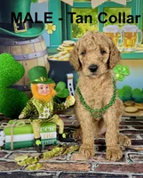 Tucker, a male Poodle - Multi-Colored Standard and Poodle - Standard  for sale in Newport, NC – Photo 4 of 5