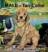 Tucker, a male Poodle - Multi-Colored Standard and Poodle - Standard  for sale in Newport, NC – Photo 1 of 5