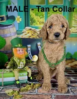 Tucker, a male Poodle - Multi-Colored Standard and Poodle - Standard  for sale in Newport, NC – Photo 5 of 5