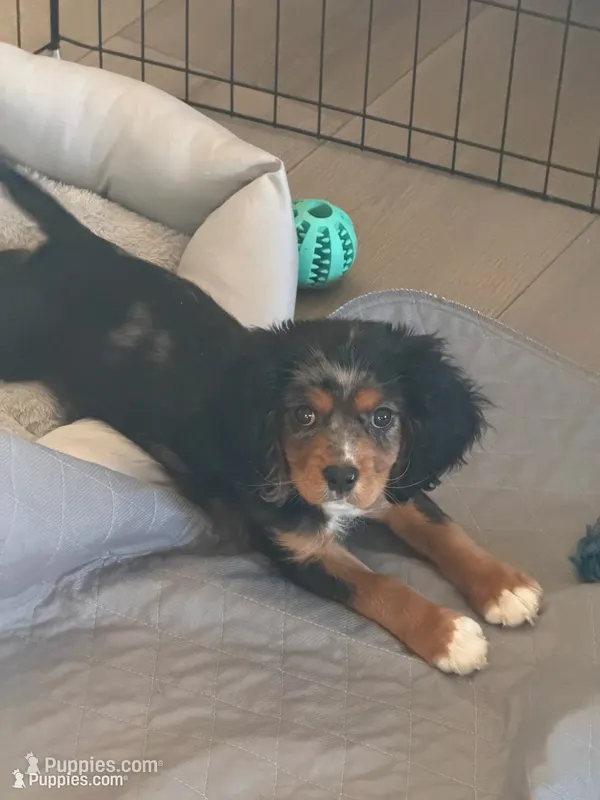 Ranger – Cavalier King Charles Spaniel puppy for sale in Hendersonville, TN