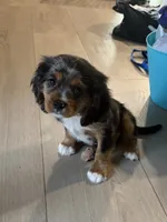 Ranger, a male Cavalier King Charles Spaniel for sale in Hendersonville, TN – 2 of 3