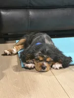 Ranger, a male Cavalier King Charles Spaniel for sale in Hendersonville, TN – 3 of 3