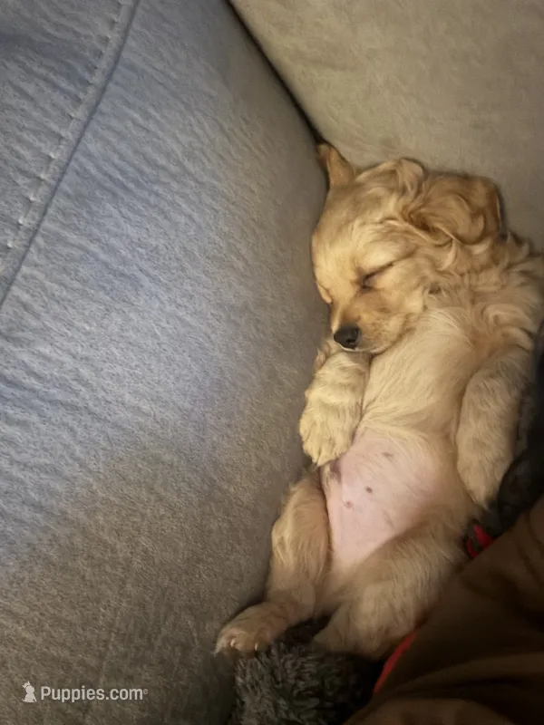 Chipoo – Chipoo puppy for sale in Cape Coral, FL
