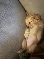 Chipoo, a male Chipoo for sale in Cape Coral, FL – 1 of 3
