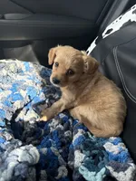 Chipoo, a male Chipoo for sale in Cape Coral, FL – 3 of 3