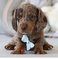 Bruce Wayne, a male Miniature Dachshund for sale in Patterson, NY – 1 of 3