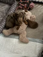 Bruce Wayne, a male Miniature Dachshund for sale in Patterson, NY – 2 of 3