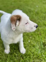 Koda, a female German Shepherd Dog and Great Pyrenees for sale in Anderson, SC – Photo 4 of 6