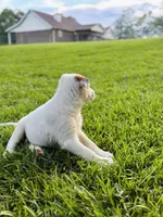 Koda, a female German Shepherd Dog and Great Pyrenees for sale in Anderson, SC – Photo 3 of 6