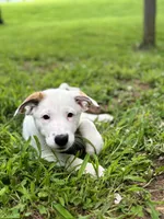 Koda, a female German Shepherd Dog and Great Pyrenees for sale in Anderson, SC – Photo 5 of 6